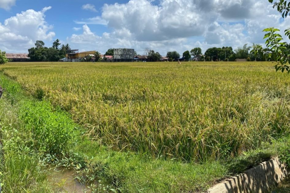 Desa Lekunik Dorong Ketahanan Pangan Lewat Optimalisasi Lahan Pertanian Warga